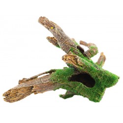 Mangrove Root With Moss Mangrove Root With Moss